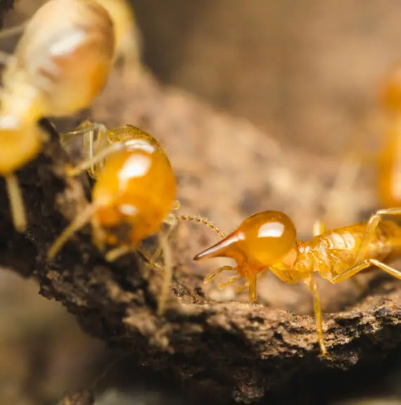 Termites Inspection Maryville IL