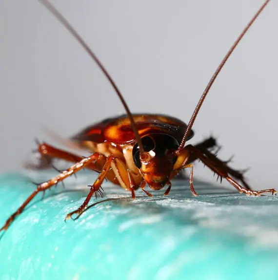 Cockroach Pest Removal in Troy IL