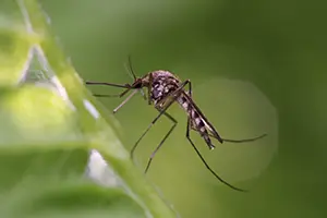keep mosquitoes out of yard in Collinsville, IL