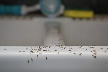 Ants on Sink
