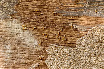 Wood Damage from Termite Infestation