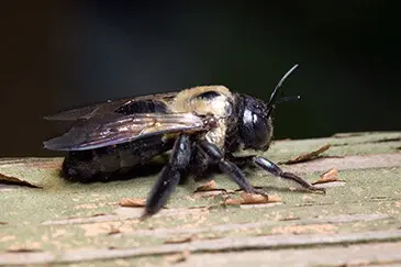 Carpenter Bee Wood Damage