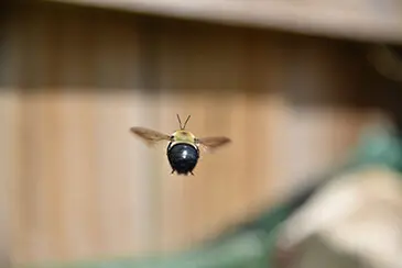 Carpenter Bee Pest Control