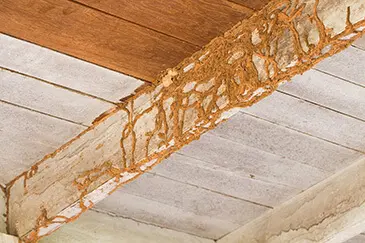 Termite Damage to Your Home Glen Carbon Illinois