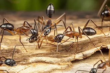 Carpenter Ants Glen Carbon Illinois