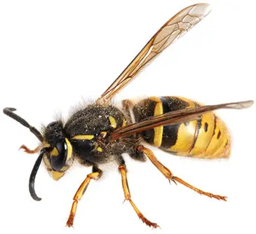 Wasps, Hornets, and Other Stinging Insects
