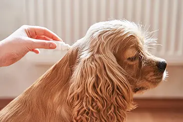 Dog getting treated with Flea Prevention