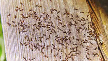 Carpenter Ants