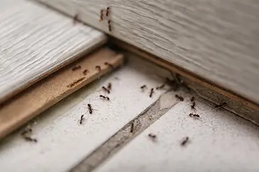 Carpenter Ants