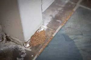 Termite Infestation Spring O'Fallon, IL