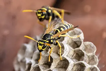 Wasps