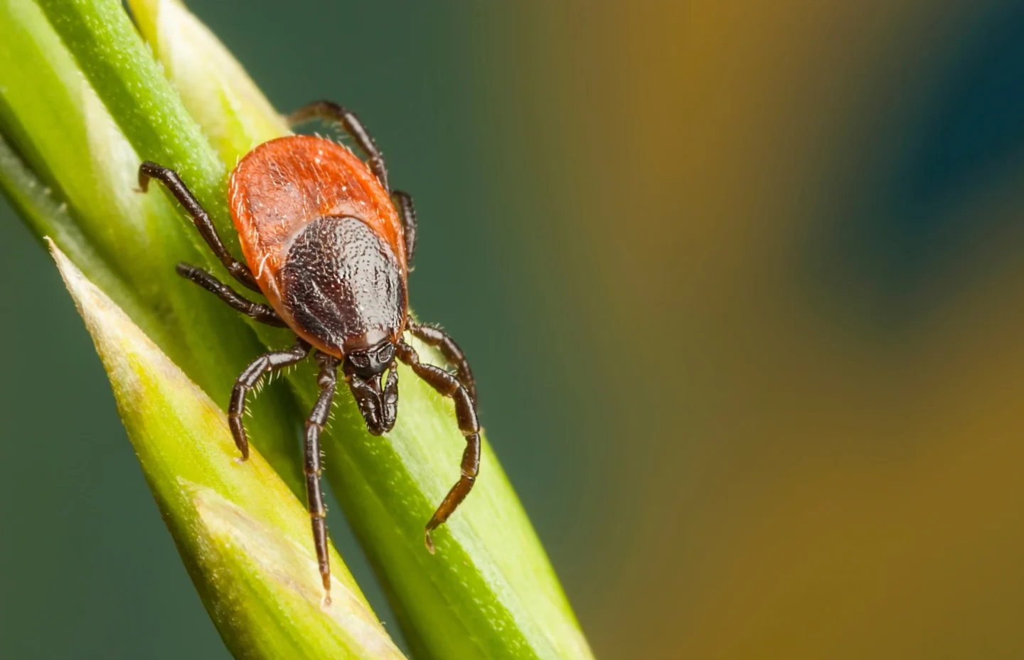 protect your family & pets from ticks Fairview Heights, IL
