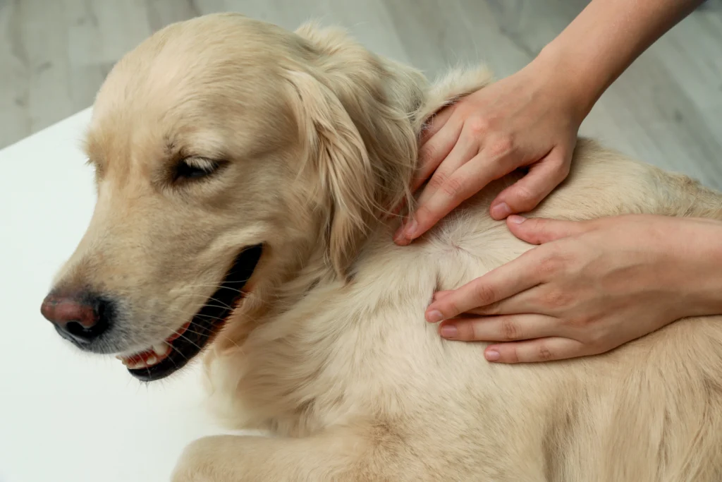 Fairview Heights, IL keep family & pets safe from ticks