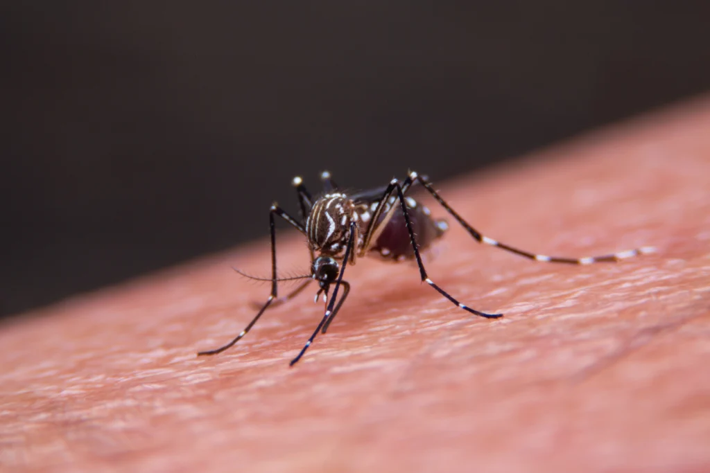 what to know for mosquito pest control in Glen Carbon, IL