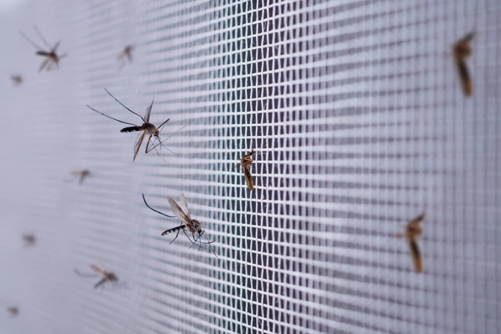advice for mosquito pest control in Glen Carbon, IL