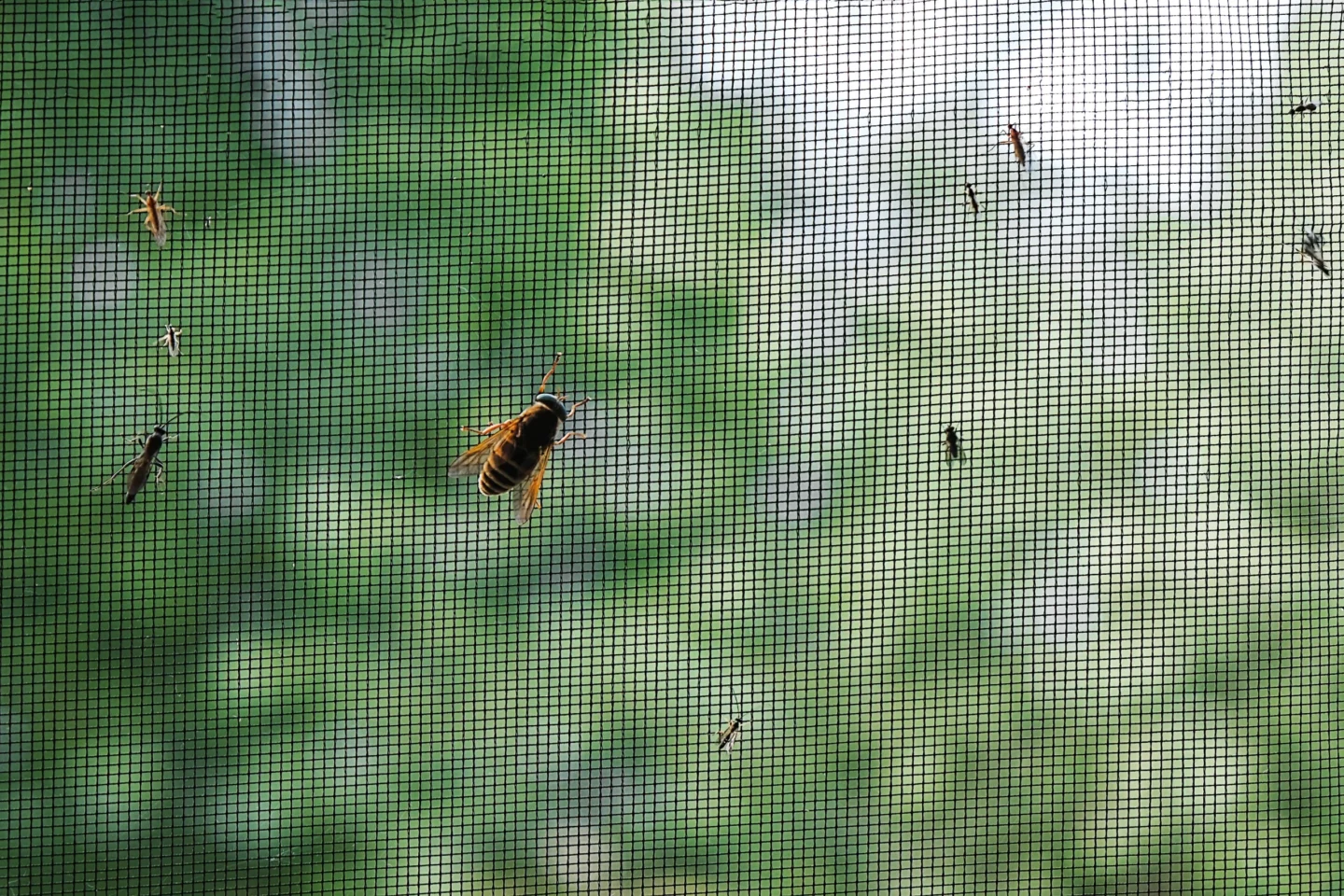 preparing for winter pests this summer Caseyville, IL