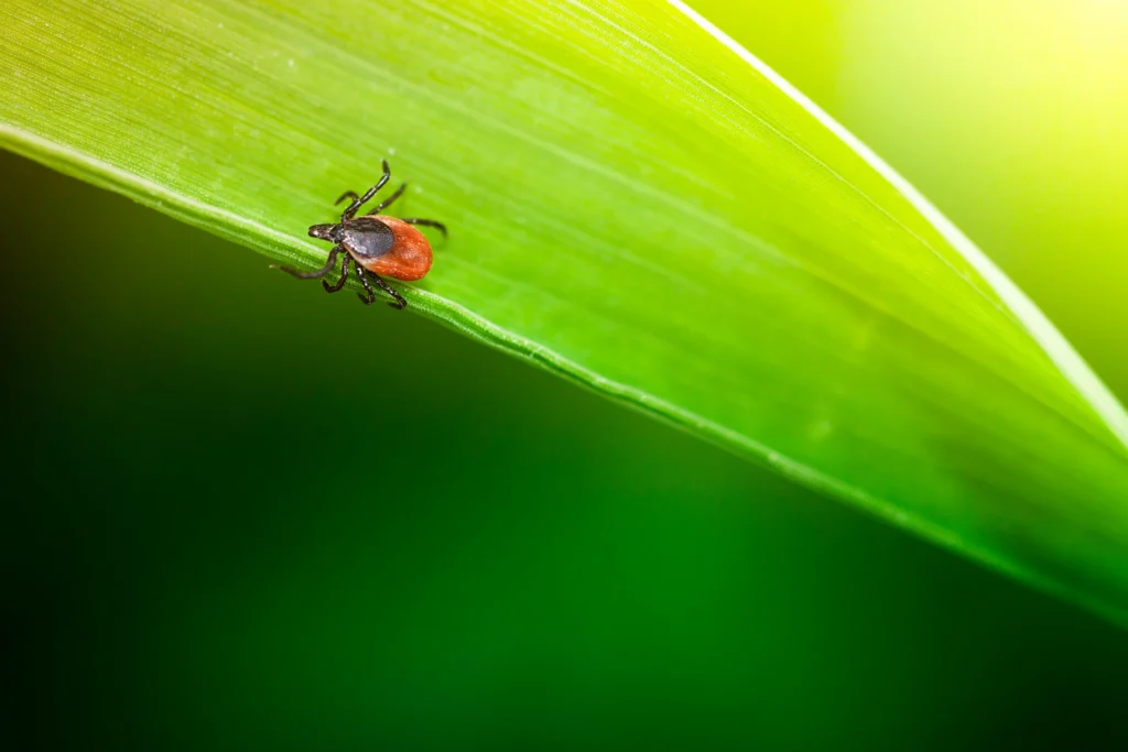 advise for prevent ticks this summer Collinsville, IL