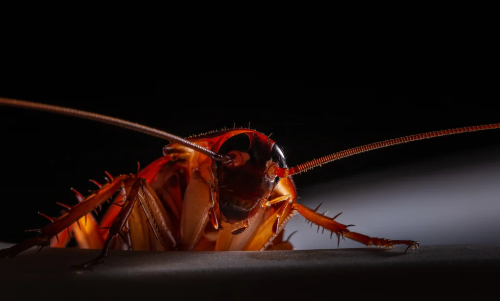 Halloween pests solutions Fairview Heights, IL
