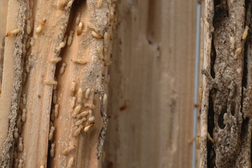 prevent termites this fall Lebanon, IL