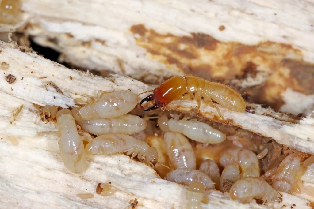 Lebanon, IL termites prevention this fall