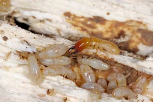 Lebanon, IL termites prevention this fall