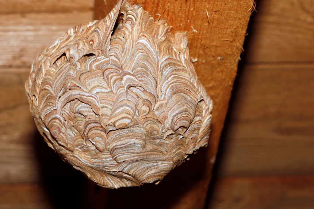 Lebanon, IL prevent pests with attic insulation