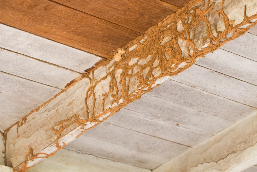 what causes termite infestations in Maryville, IL