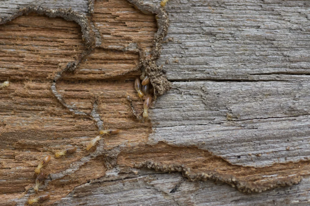 what you need to know about what causes termite infestations in Maryville, IL