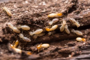 termite infestation warning signs in your home Lebanon, IL