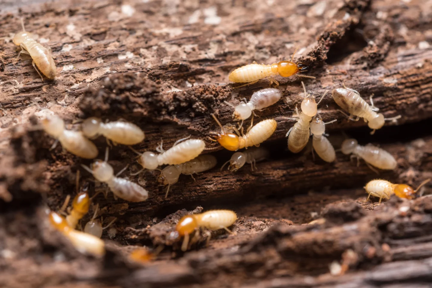 termite infestation warning signs in your home Lebanon, IL