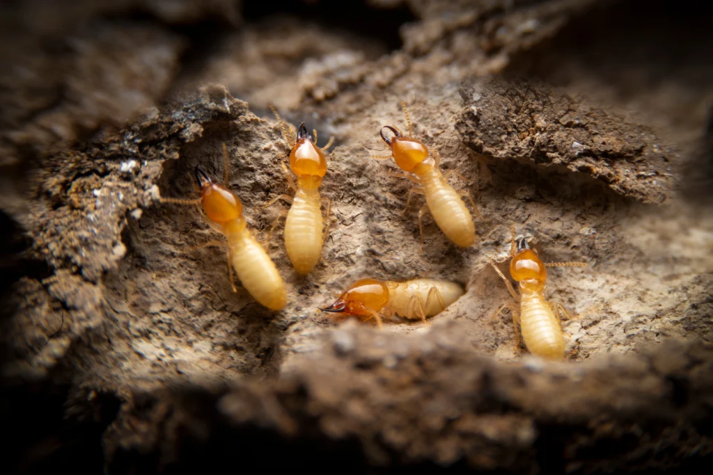 do not ignore these termite warning signs in your home Lebanon, IL