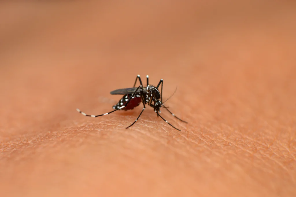 Highland, IL mosquitos during the summer
