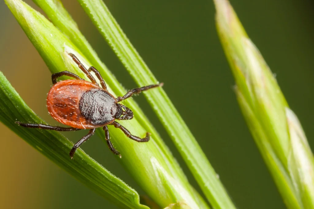 ticks & other pests Highland, IL