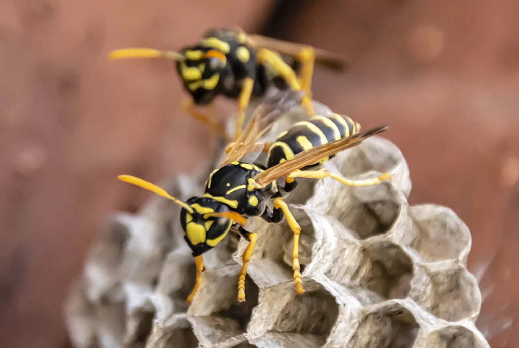 wasps and other summer time pests Collinsville, IL