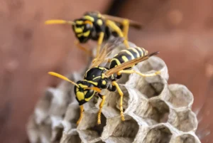 wasps and other summer time pests Collinsville, IL