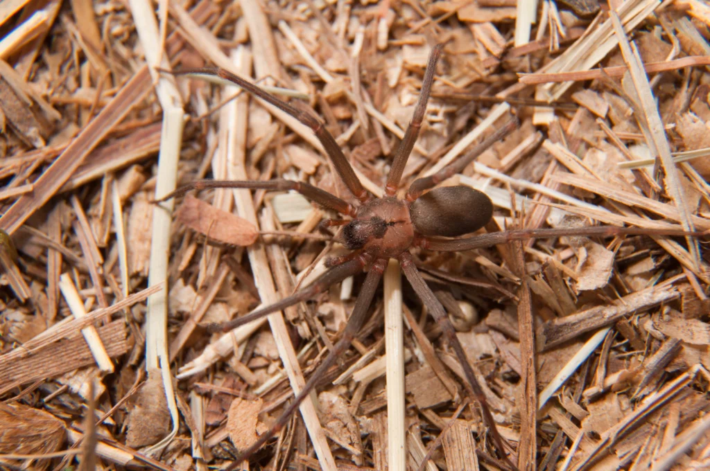 summer pests brown recluse spider Collinsville, IL