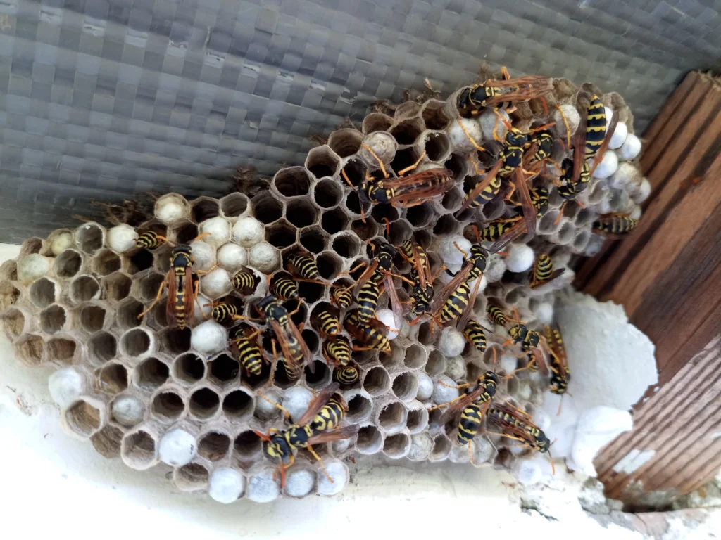 stinging insects more aggressive in summer Edwardsville, IL