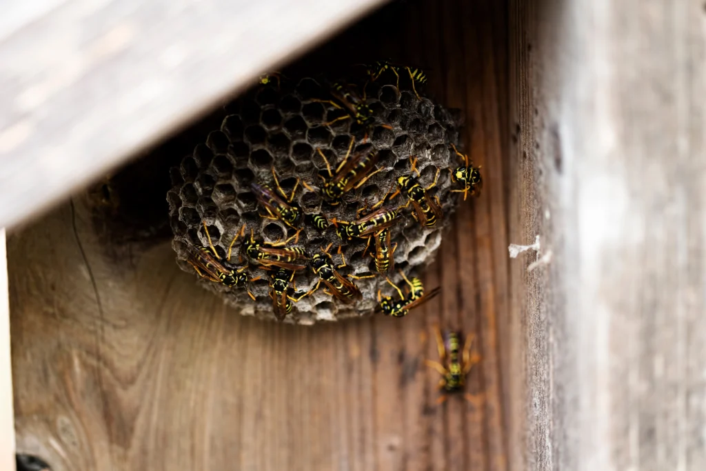 Edwardsville, IL stinging insects more aggressive in summer