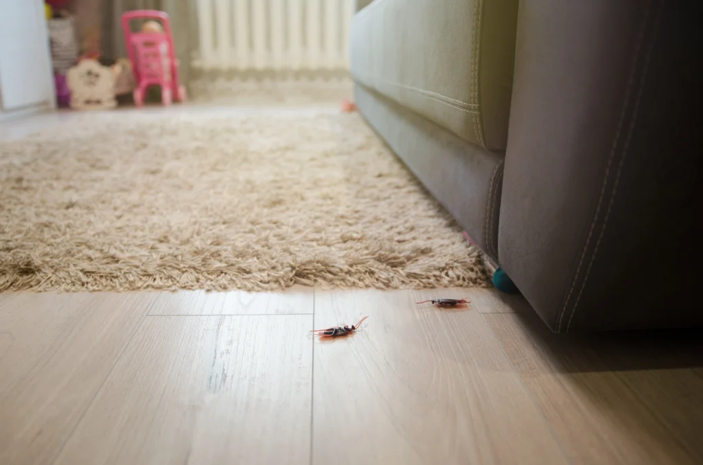 Lebanon, IL pest control during back-to-school season