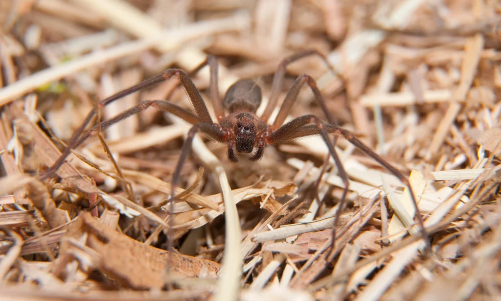 pest control spiders & more Maryville, IL