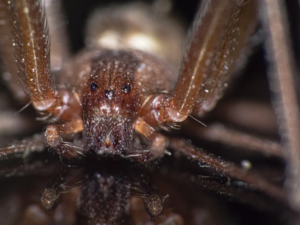 fall spider pests O’Fallon, IL