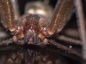 fall spider pests O’Fallon, IL