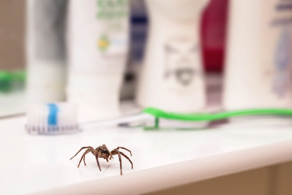 spiders infesting homes during fall O’Fallon, IL