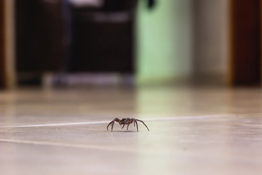 O’Fallon, IL spider activity increase in fall